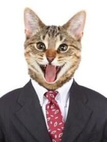 Mr. Cat